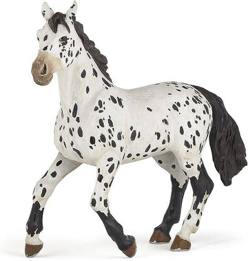 Black Appaloosa Horse